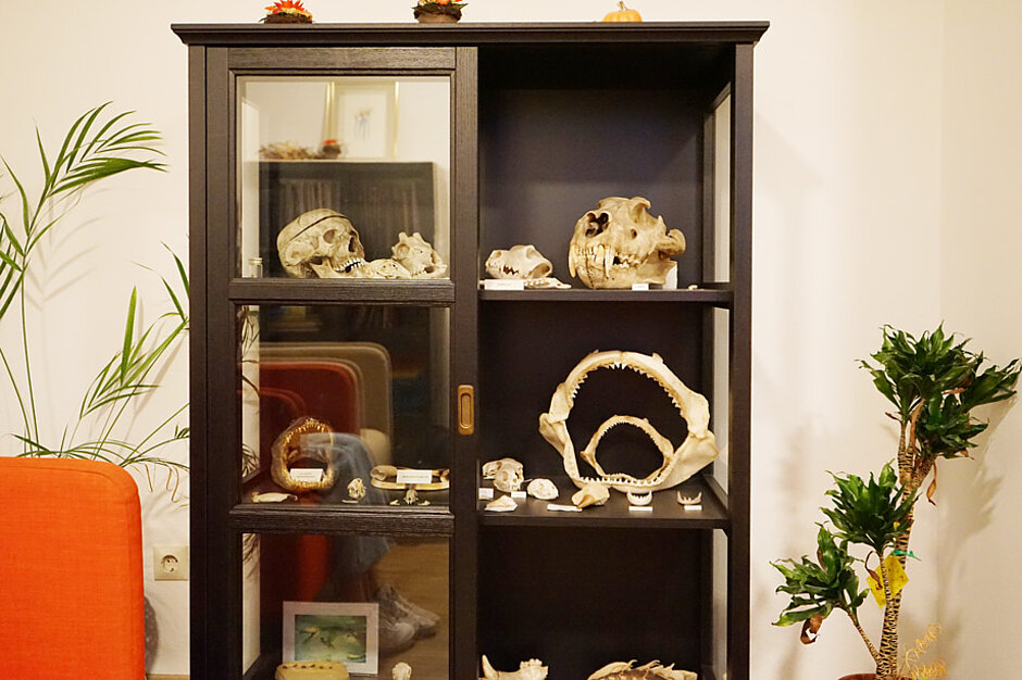 Erweitern Sie Ihr Wissen in unserem Wartezimmer Schrank mit Zähnen von Tieren